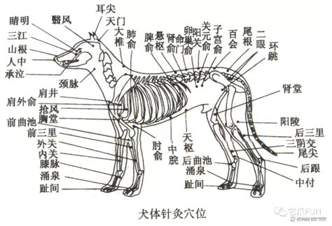 狗穴